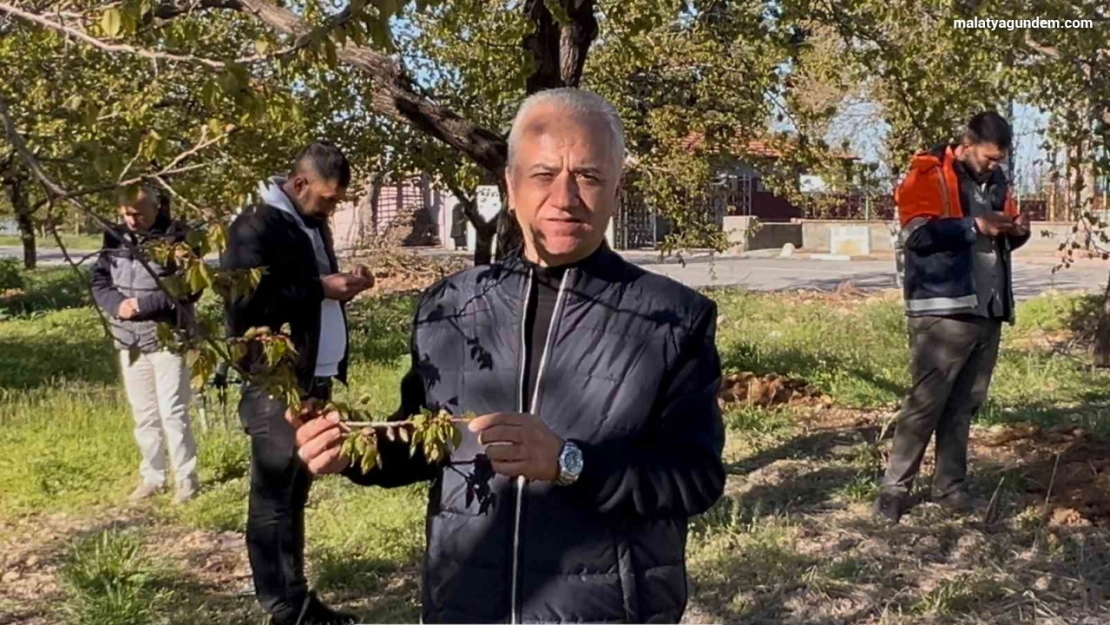 Malatya'da Kayısıları Don Vurdu